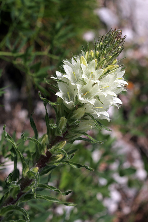 Šopasta zvončica
Šopasta zvončica na Baškem sedlu.
Ključne besede: šopasta zvončica campanula thyrsoides