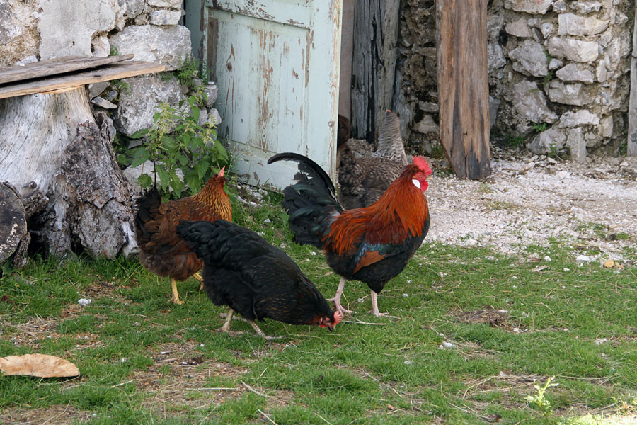 Budilka na velem polju
Tudi petelina in nekaj kokoši je na V.elem polju.
Ključne besede: planina velo polje kokoš petelin