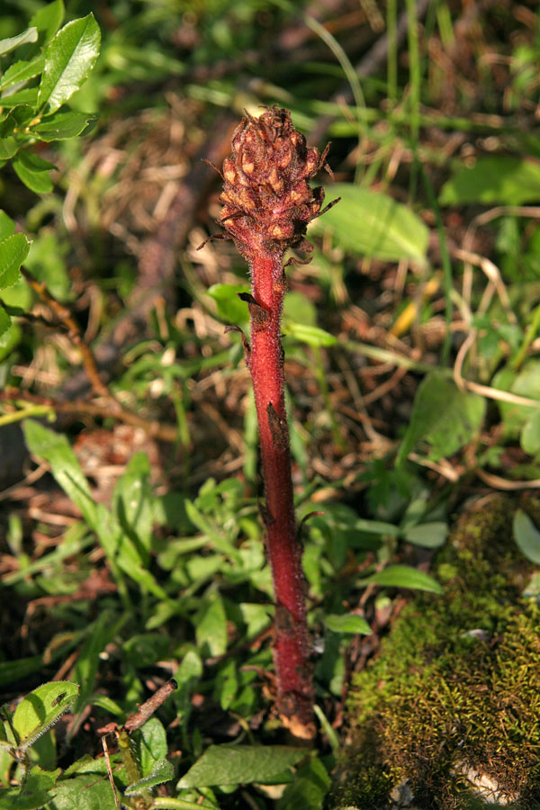 Mali pojalnik
Mali pojalnik (Orobanche minor) zgleda kot posušena rastlina, je pa še kako živ, saj zajeda sosednje rastline. Rastlina je precej redka. Pastirev plaz pod Žalostnico.
Ključne besede: mali pojalnik orobanche minor