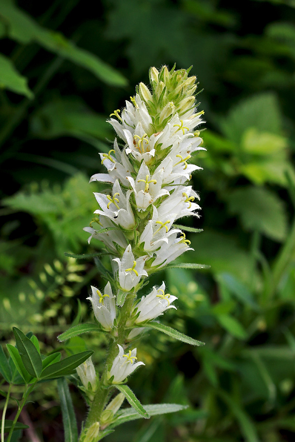 Šopasta zvončica
Še en okras travnikov na Vojah. Šopasta zvončica.
Ključne besede: šopasta zvončica campanula thyrsoides carniolica
