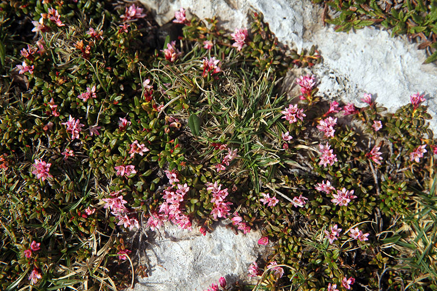 Alpska azaleja
Na Debelem vrhu.
Ključne besede: alpska azaleja loiseleuria procumbens