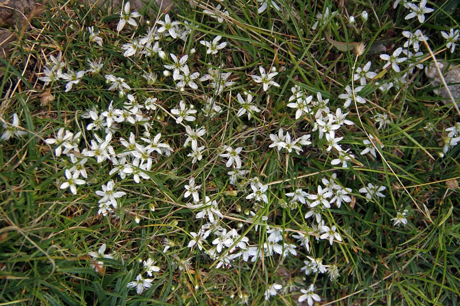 Resasta peščenka
Resasta peščenka je bila že nekoliko uničena od dežja in snega pred dnevi.
Ključne besede: resasta peščenka arenaria ciliata