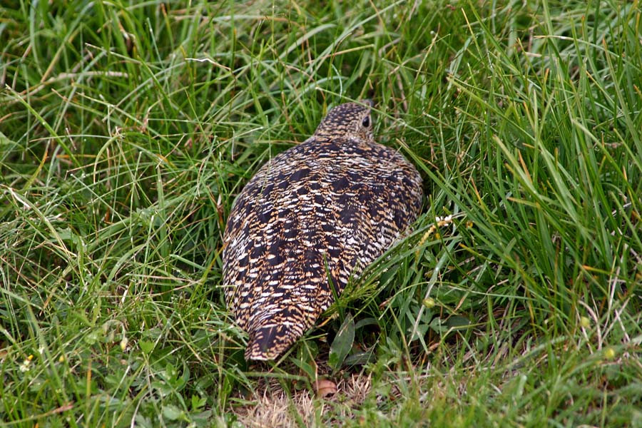 Belka
Belka (Lagopus mutus) pritajeno skrita ob poti. Izdali so jo mladički, ki so jo ubrali v eno, samica pa potem v nasprotno smer. Da jih nisem preveč motil, sta nastala le dva kolikor toliko spodobna posnetka. Poljanski vrh.
Ključne besede: belka lagopus mutus