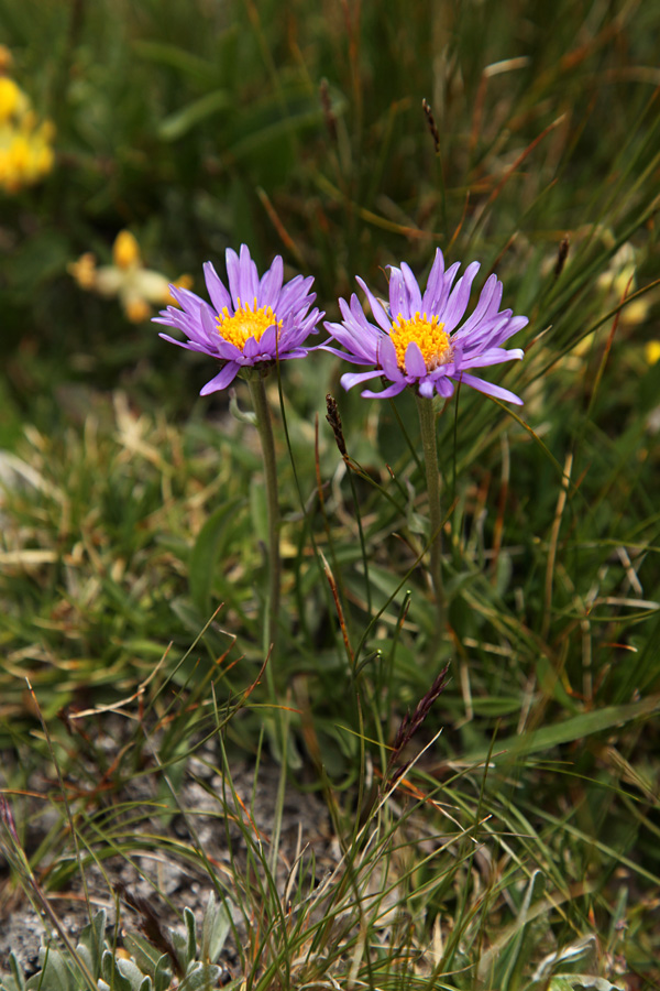 Alpska nebina
Na Zabušu.
Ključne besede: alpska nebina aster alpinus