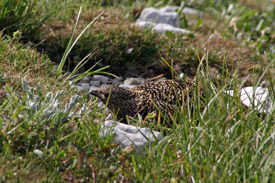 Mene pa ni
Takole se pritaji belka (Lagopus mutus), ko čuva mladiče. Poljanski vrh.
Ključne besede: belka lagopus mutus