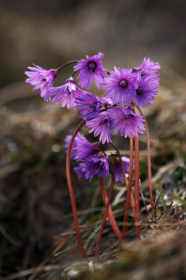 Šopek zvončkov
Letos so kar dolgo (nekatri še vedno) čakali, da so lahko zrasli. Jih je pa povsod v gorah ogromno. Tile so rasli pod Škednjovcem.
Ključne besede: navadni alpski zvonček soldanella alpina