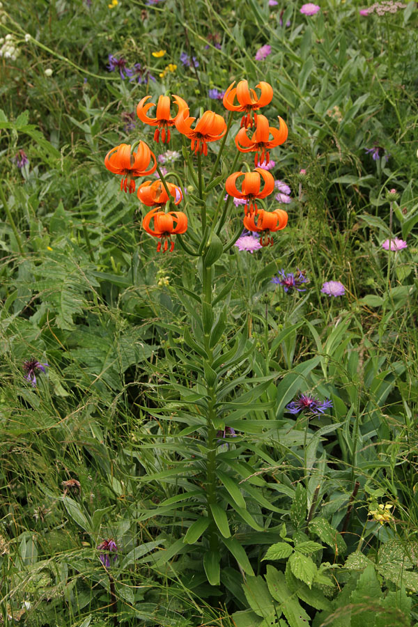 Kranjska lilija
Na Baškem sedlu.
Ključne besede: kranjska lilija zlato jabolko lilium carniolicum