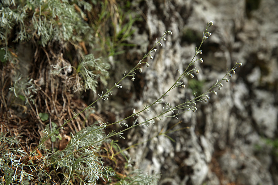 Bleščeči pelin
Bleščeči pelin.
Ključne besede: bleščeči pelin artemisia nitida