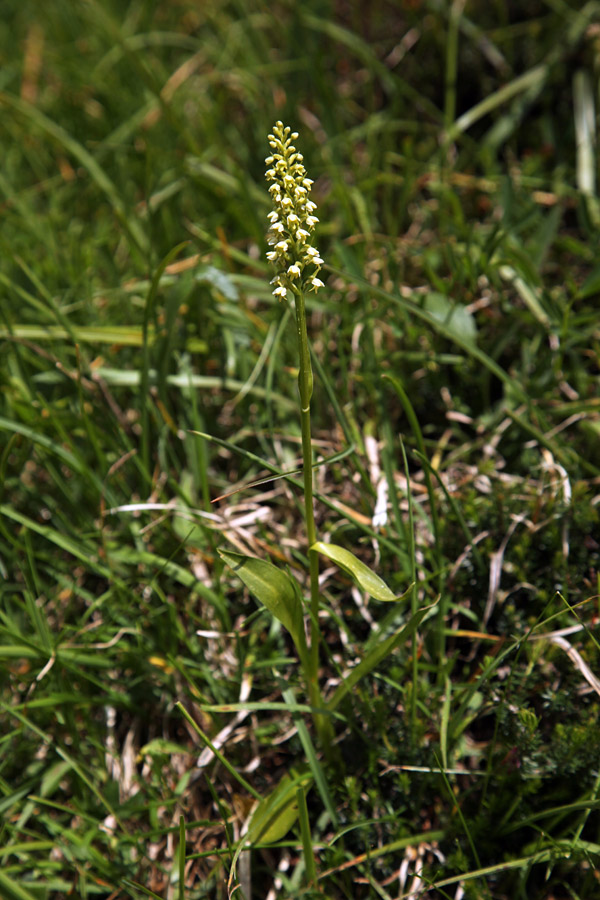 Belkaste ročice
Na planini Pecol.
Ključne besede: belkaste ročice pseudorchis albida