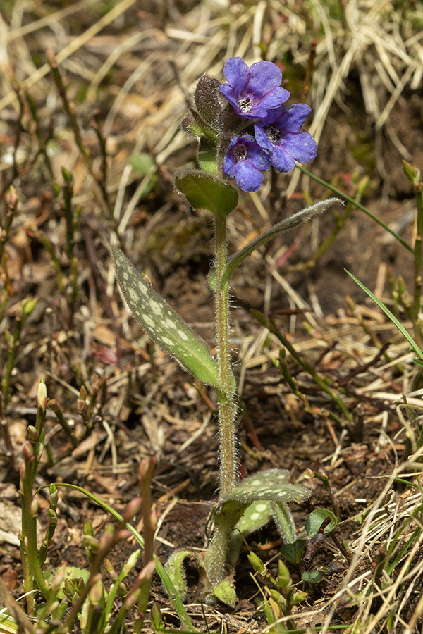 Štajerski pljučnik 
Štajerski pljučnik na Jelovici.
Ključne besede: štajerski pljučnik pulmonaria stiriaca