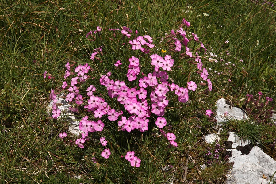 Divji klinček
En lep šopek divjega klinčka.
Ključne besede: divji klinček dianthus sylvestris