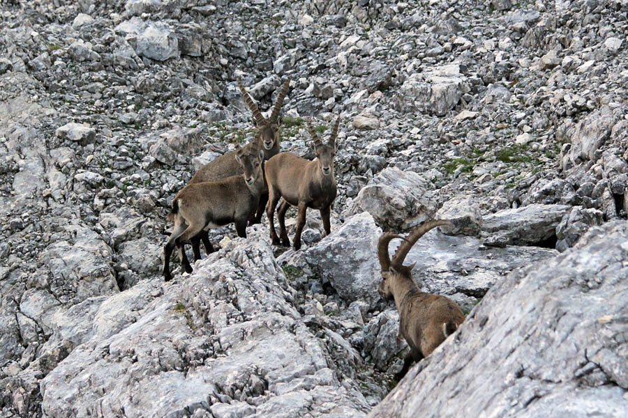 Srečanje I.
Srečanje kozorogov.
Ključne besede: kozorog	capra ibex ibex