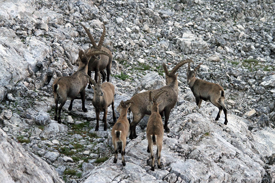 Srečanje II.
Srečanje kozorogov.
Ključne besede: kozorog capra ibex ibex