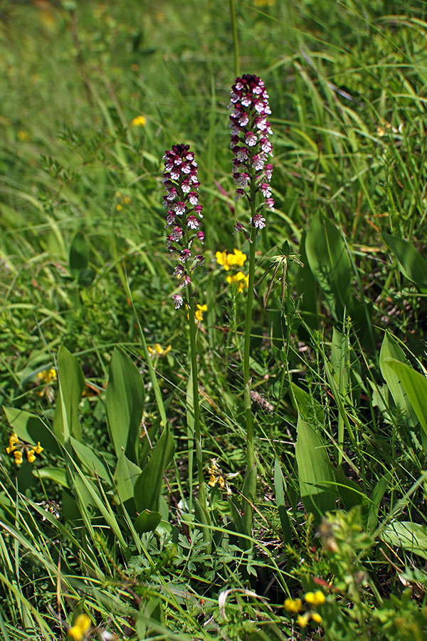 Pikastocvetna kukavica
Pikastocvetna kukavica.
Ključne besede: pikastocvetna kukavica orchis ustulata