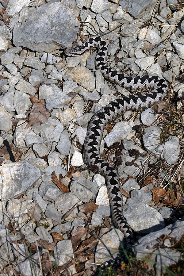 Modras
Pa še sivi primerek.
Ključne besede: modras vipera ammodytes