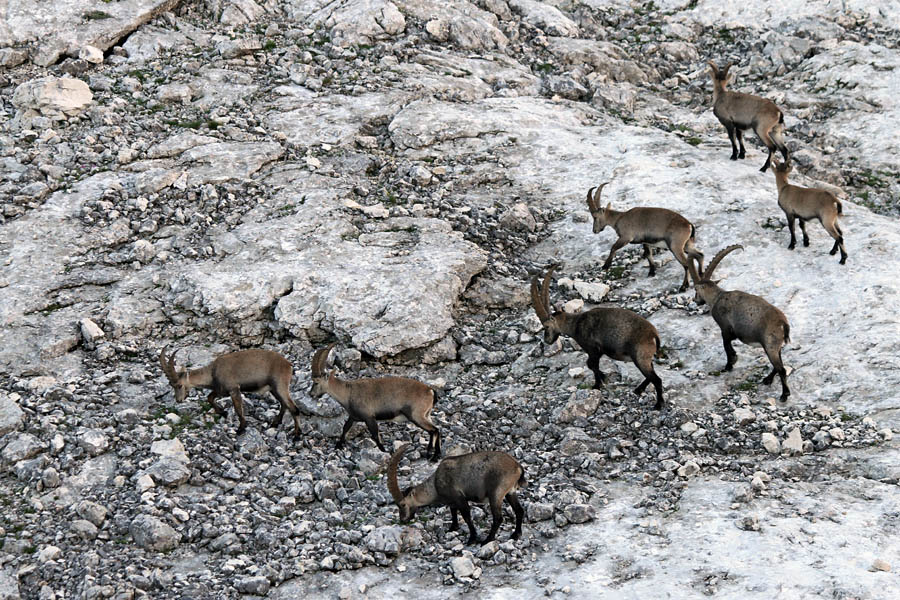 Srečanje III.
Srečanje kozorogov.
Ključne besede: kozorog capra ibex ibex