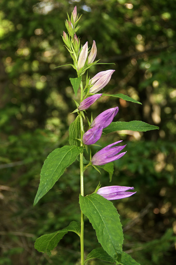 Širokolistna zvončica
Širokolistna zvončica je v Bohinju precej redka. Pravzaprav smo danes odkrili drugo rastišče pod planino Grintovica.
Ključne besede: širokolistna zvončica campanula latifolia