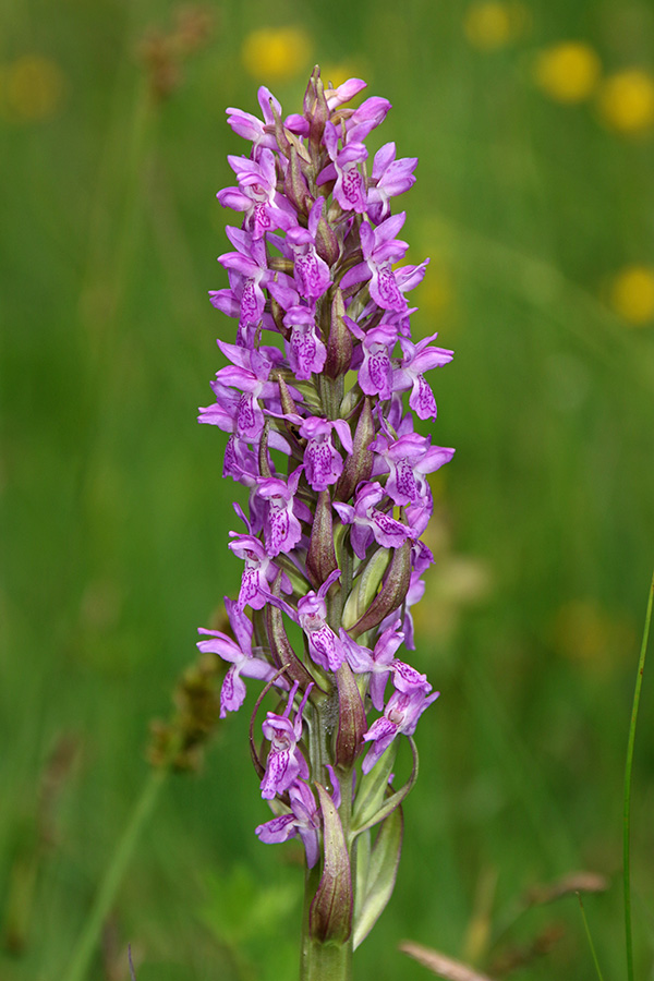 Mesnordeča prstasta kukavica
Cvetovi mesnordeče prstaste kukavice.
Ključne besede: mesnordeča prstasta kukavica dactylorhiza incarnata