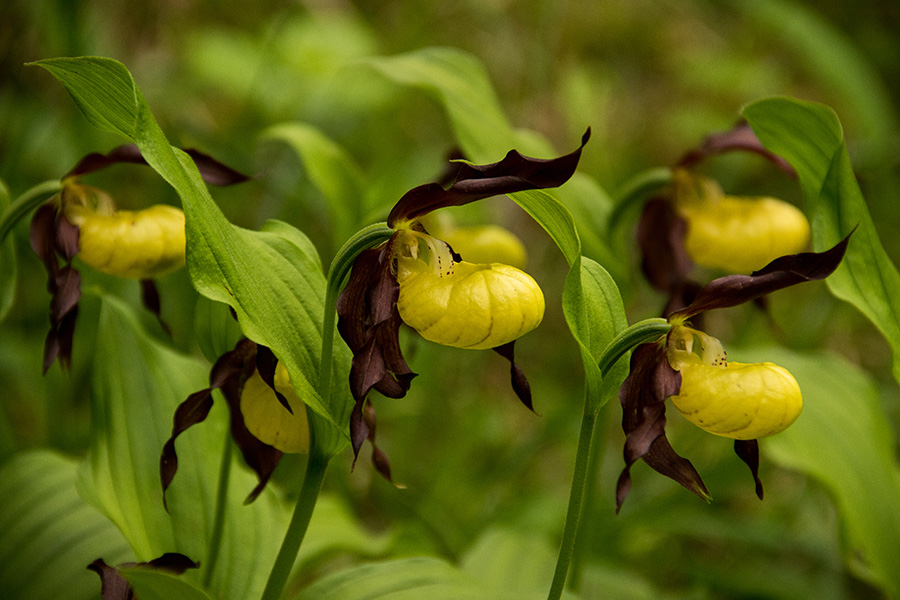 Lepi čeveljc
Kar zgodnji lepi čeveljci.
Ključne besede: lepi čeveljc cypripedium calceolus