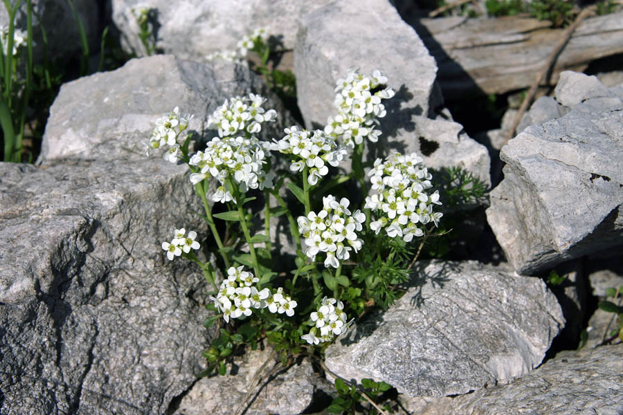 Kernerjev mošnjak
Kernerjev mošnjak (Thlaspi kerneri). Melišča pod Tolminskim kukom.
Ključne besede: kernerjev mošnjak thlaspi kerneri