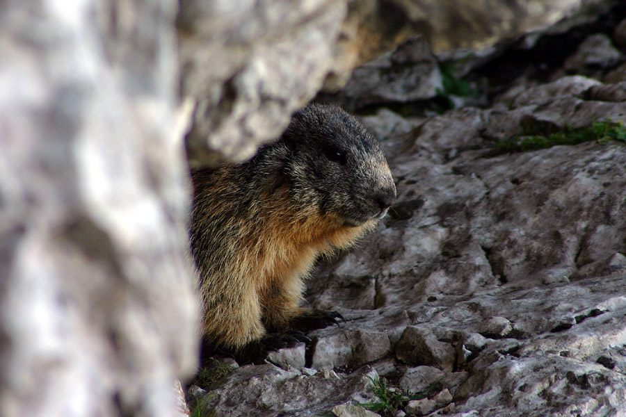 Svizec
Svizec je kar plašna žival. Včasih pa je radovednost premočna. Nad planino Pecol.
Ključne besede: svizec planina pecol marmota caligata