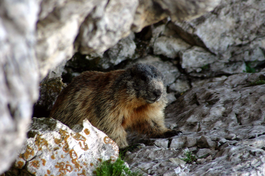 Svizec
Pred svojim domom. Nad planino Pecol
Ključne besede: svizec marmota caligata