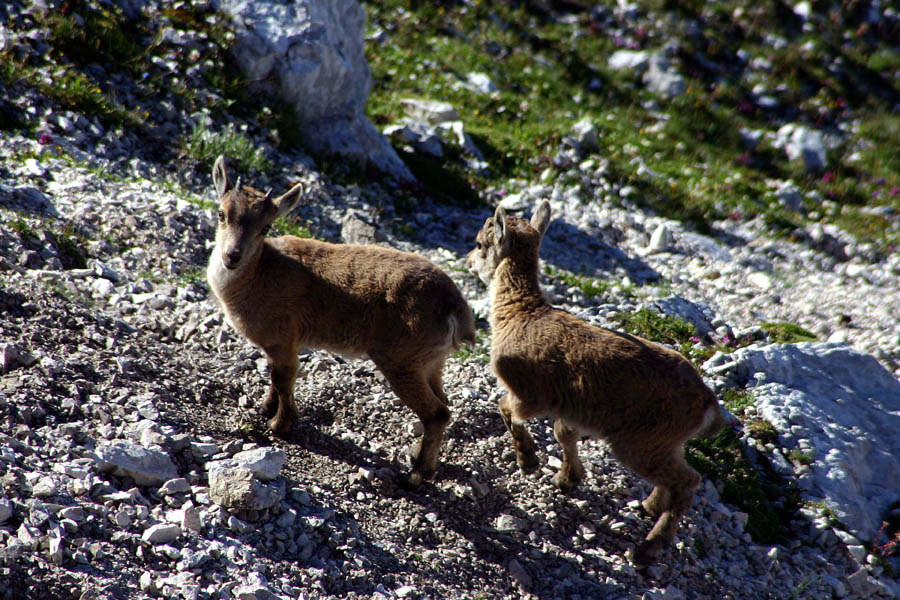 Mala kozoroga
Mladiči kozorogov so precej firbčni. Špik Hude police.
Ključne besede: kozorog capra ibex ibex