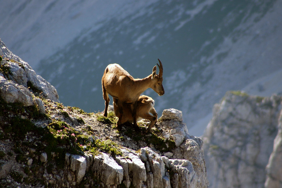 Da bom zrasel
Mladiček pri mami pije mleko. Kar ganljiv prizor nad prepadnimi stenami. Spet Špik Hude police.
Ključne besede: kozorog capra ibex ibex