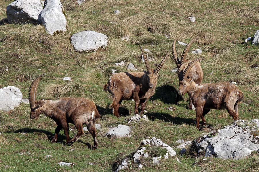 Kozorogi
Kozorogi pri jutranji paši. Nad planino Pecol.
Ključne besede: kozorog capra ibex ibex