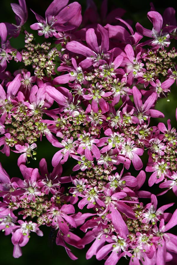 Rožnordeči dežen
Rožnordeči dežen pod Toscem.
Ključne besede: rožnordeči dežen heracleum austriacum ssp. siifolium
