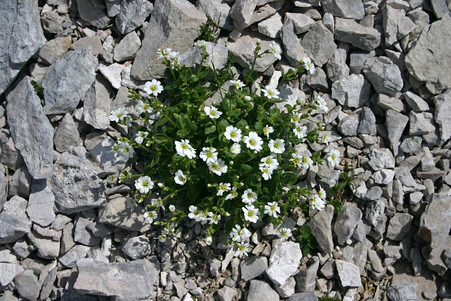Koroška smiljka
Koroška smiljka (Cerastium carinthiacum). Pod Tolminskim kukom.
Ključne besede: koroška smiljka cerastium carinthiacum
