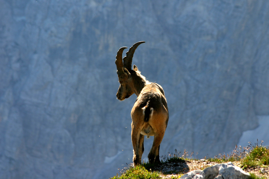 Stražar
Samci pa takole čuvajo svojo čredo. Špik Hude police.
Ključne besede: kozorog capra ibex ibex