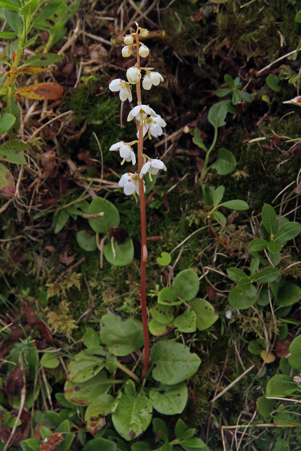 Okroglolistna zelenka
Pod Črno prstjo.
Ključne besede: okroglolistna zelenka pyrola rotundifolia