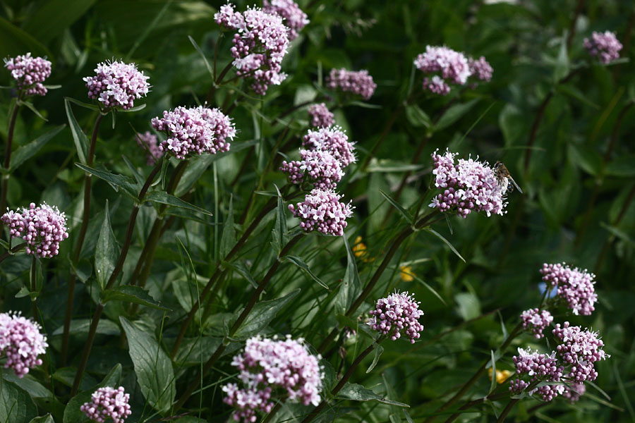 Gorska špajka
Gorska špajka pod Toscem.
Ključne besede: gorska špajka valeriana montana