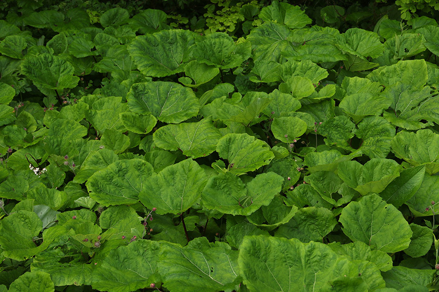 Navadni repuh
Navadni repuh.
Ključne besede: navadni repuh petasites hybridus