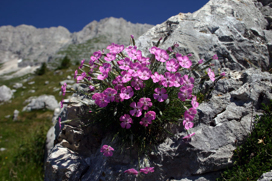 Divji klinček
Divji klinček (Dianthus sylvestris). Ta krasen šopek se je bohotil na planini Pecol.
Ključne besede: divji klinček dianthus sylvestris