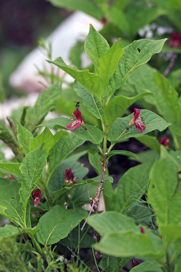 Planinsko kosteničevje
Planinsko kosteničevje ob poti na Triglavska jezera.
Ključne besede: planinsko kosteničevje lonicera alpigena