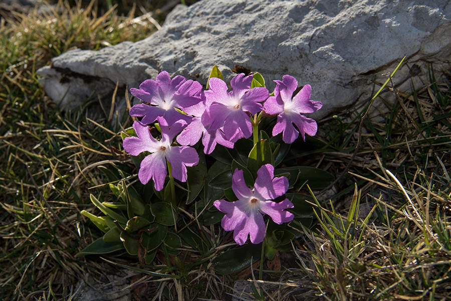 Wulfenov jeglič
Redki so bili cvetovi, ki jih ni prejšnji večer uničila sodra. Nad konto Matajurc.
Ključne besede: wulfenov jeglič primula wulfeniana