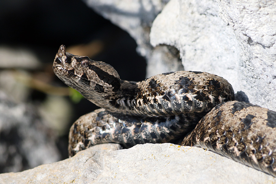 Modras
Na preži.
Ključne besede: modras vipera ammodytes