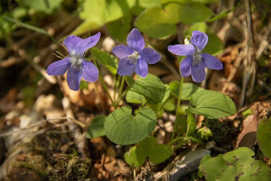 Rivinova vijolica 
Rivinova vijolica. Soteska v Bohinju.
Ključne besede: rivinova vijolica viola riviniana