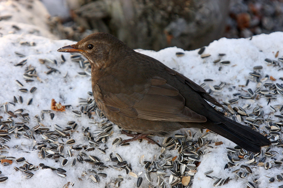 Kosulja II.
Kosulja pod krmilnico.
Ključne besede: kos samica turdus merula