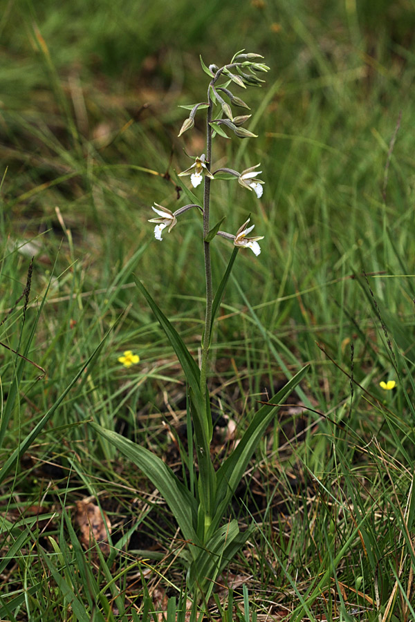 Navadna močvirnica
Navadna močvirnica. 
Ključne besede: navadna močvirnica epipactis palustris