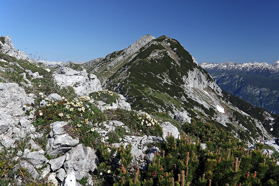 S kote 1890
Vrh med Matajurskim vrhom in Velikim Raskovcem vedno obiščeva. Višine na zemljevidih ni napisane, GPS je kazal 1890m. Zadaj Veliki Raskovec.
Ključne besede: kota 1890 veliki raskovec