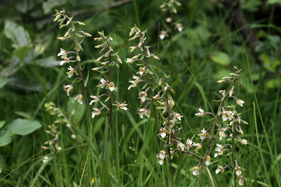 Navadna močvirnica
Navadna močvirnica. 
Ključne besede: navadna močvirnica epipactis palustris