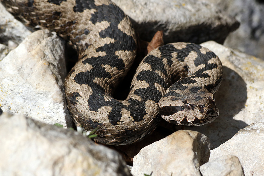 Modras
Vedno na preži.
Ključne besede: modras vipera ammodytes