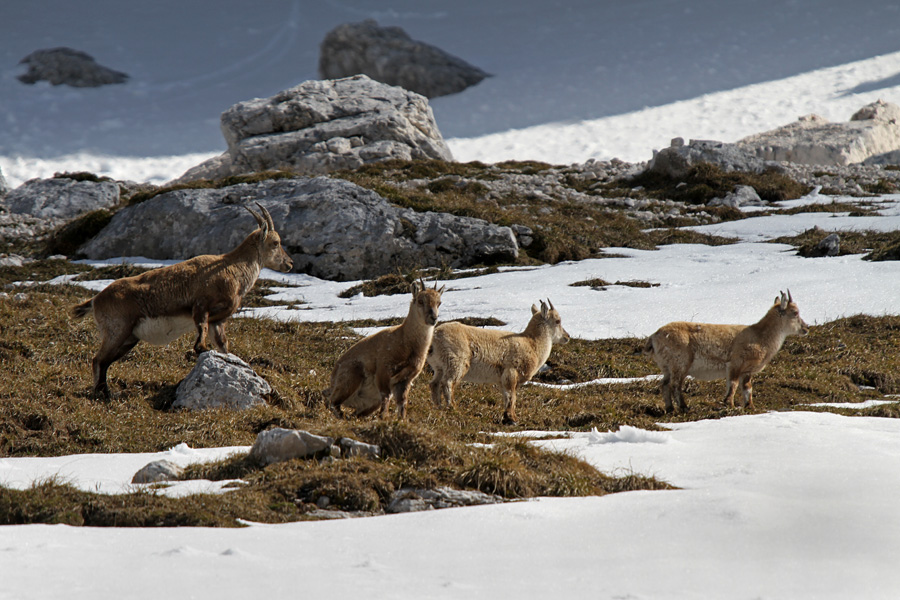 Družina
Mame z mladiči so bile tokrat višje, samci pa so se pasli precej nižje. Očitno je samica na sliki breja. Na sedlu Vrh Strmali.
Ključne besede: kozorog capra ibex ibex