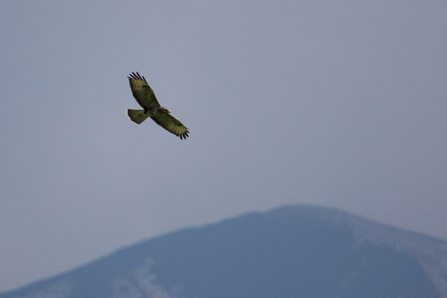 Kanja nad vasjo I.
Bolj v dokumentarne namene, kanja  je bila seveda predaleč.
Ključne besede: kanja buteo buteo