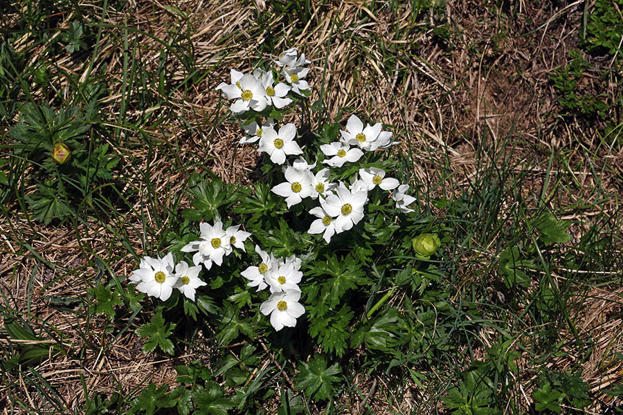 Kobulasta vetrnica
Na prisojah malega Raskovca.
Ključne besede: kobulasta vetrnica anemone narcissiflora