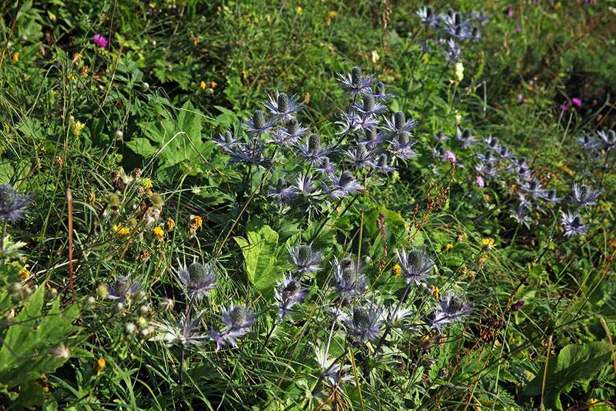 Alpska možina
Čas alpske možine.
Ključne besede: alpska možina eryngium alpinum kraljica alp