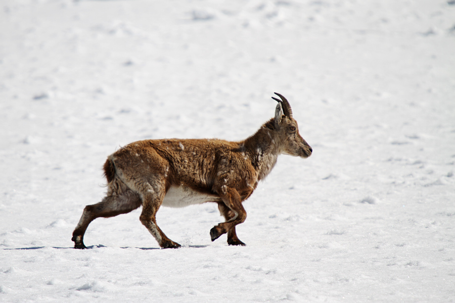Mladi kozorog
Ta kozorog je očitno dobro prestal svojo prvo zimo. Čez snežišče se je odpravil proti strmim travam. Sedlo vrh Strmali.
Ključne besede: kozorog capra ibex ibex
